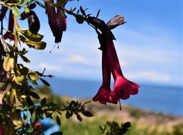 * Lago Titicaca 3 días y 2 noches